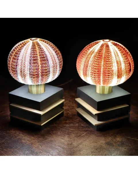 Lampade Ricci di Mare