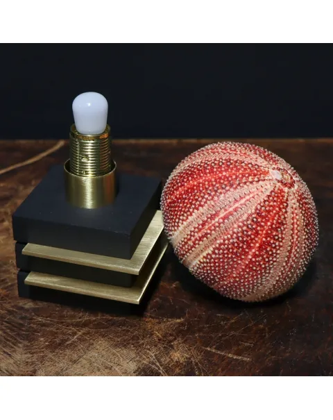 Lampade Ricci di Mare