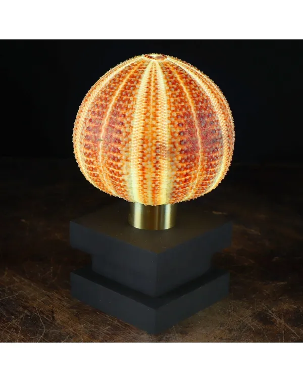 Lampada Riccio di Mare