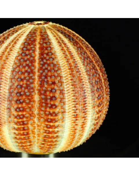 Lampada Riccio di Mare