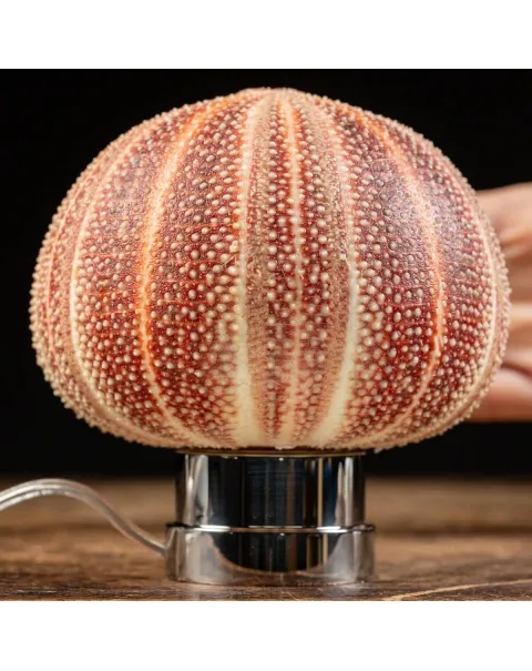Lampada Riccio di Mare
