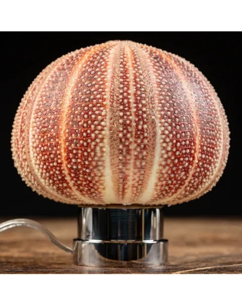 Lampada Riccio di Mare