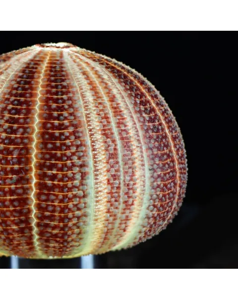 Lampada Riccio di Mare