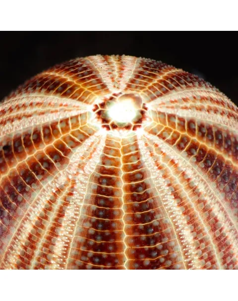 Lampada Riccio di Mare