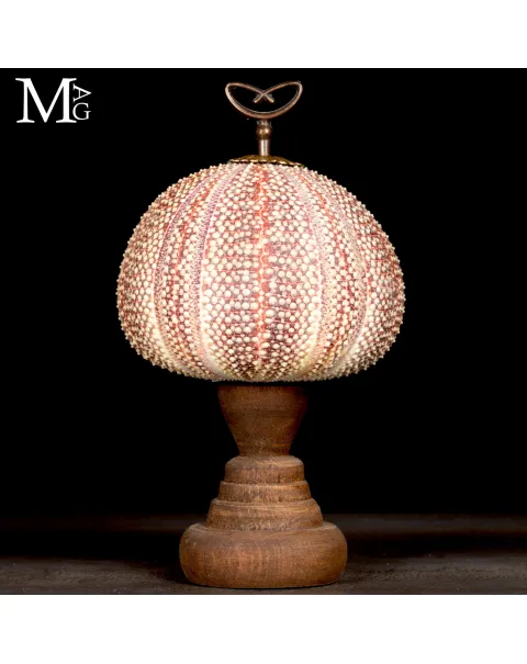 Grande Riccio Marino Decorativo.