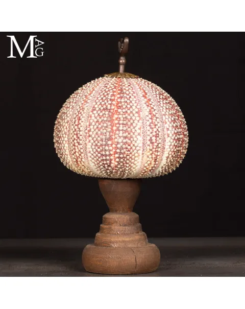 Grande Riccio Marino Decorativo.