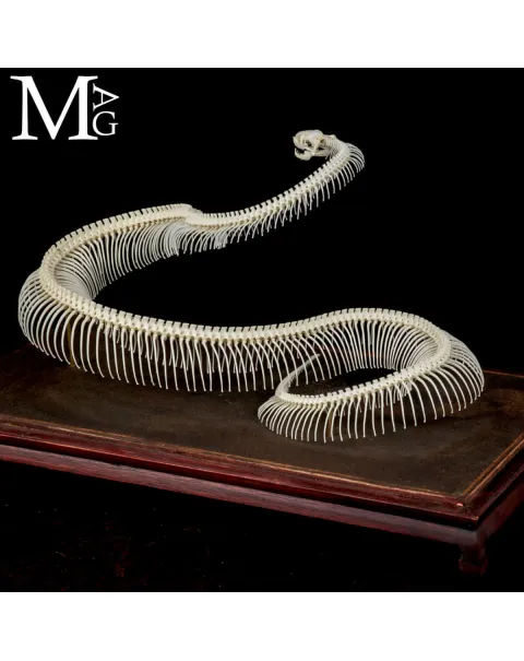 Pitone Reale – Montaggio Museale.