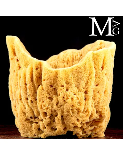 Spongia officinalis cilindrica di grandi dimensioni