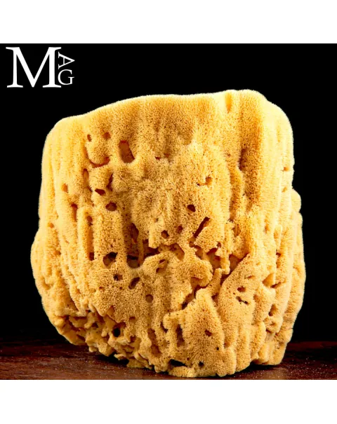 Spongia officinalis cilindrica di grandi dimensioni