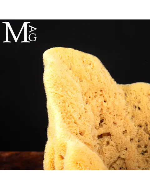 Spongia officinalis cilindrica di grandi dimensioni
