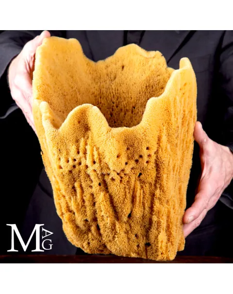 Spongia officinalis concava - Esemplare da esposizione