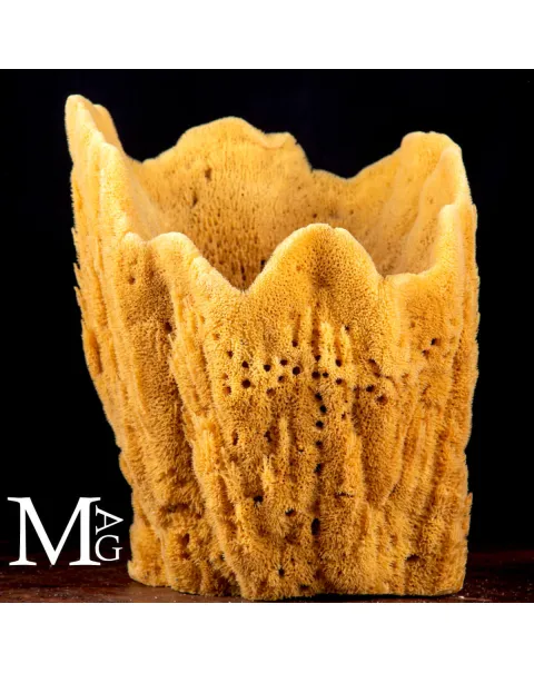 Spongia officinalis concava - Esemplare da esposizione