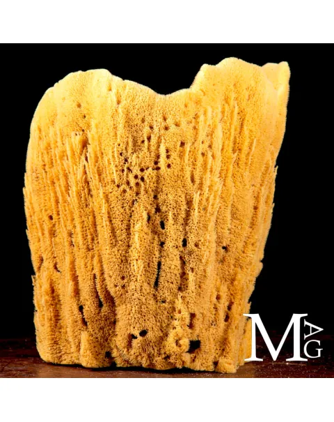 Spongia officinalis concava - Esemplare da esposizione