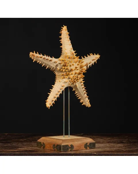 Oreasteridae Pentaceraster