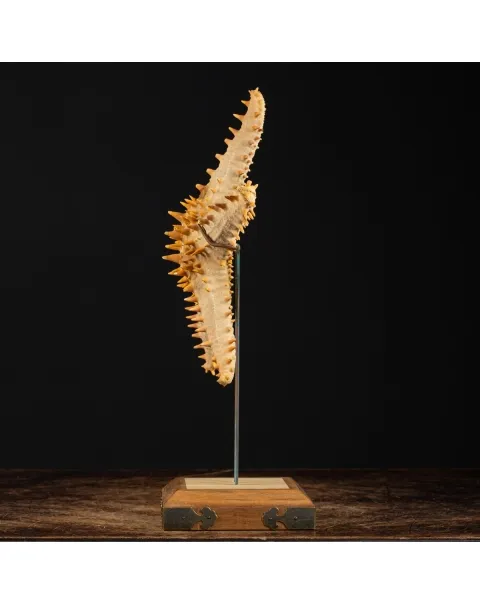 Oreasteridae Pentaceraster