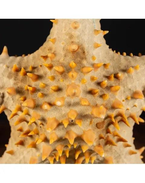 Oreasteridae Pentaceraster