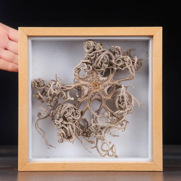 Stella Marina Basket Star in Teca.