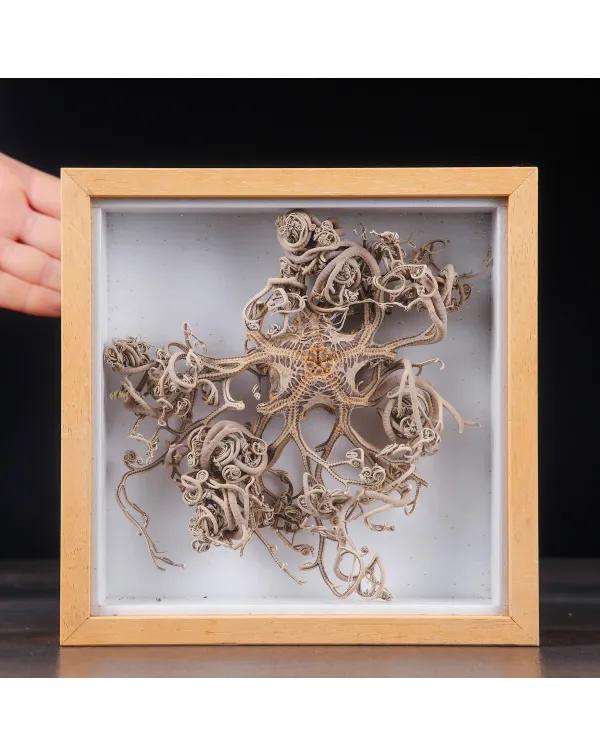 Stella Marina Basket Star in Teca.
