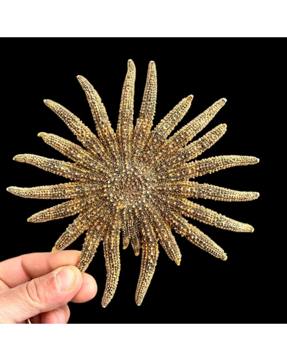 Pycnopodia Helianthoides "Sunflower Starfish"