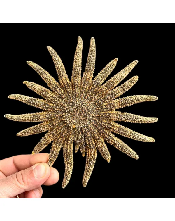 Pycnopodia Helianthoides "Sunflower Starfish&...