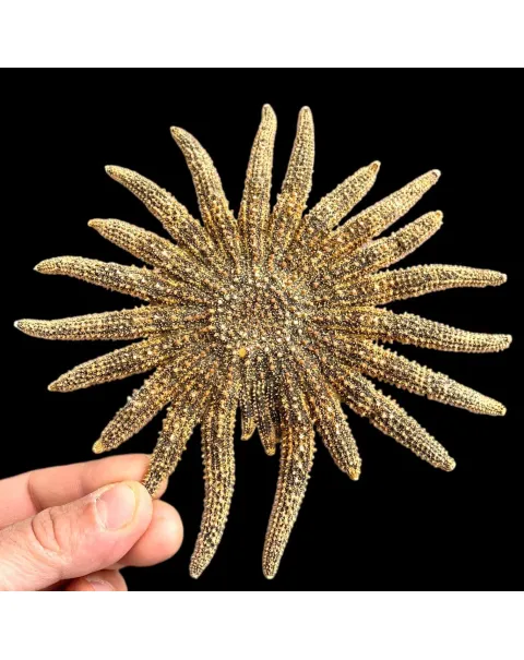 Pycnopodia Helianthoides "Sunflower Starfish"