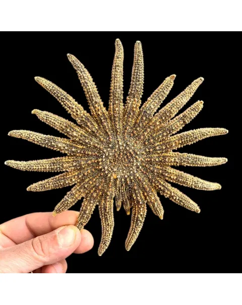 Pycnopodia Helianthoides "Sunflower Starfish"