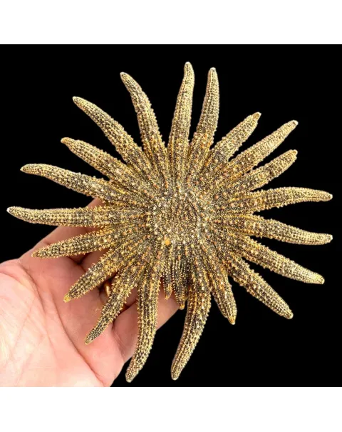 Pycnopodia Helianthoides "Sunflower Starfish"