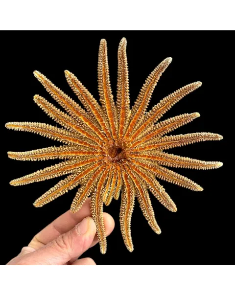Pycnopodia Helianthoides "Sunflower Starfish"