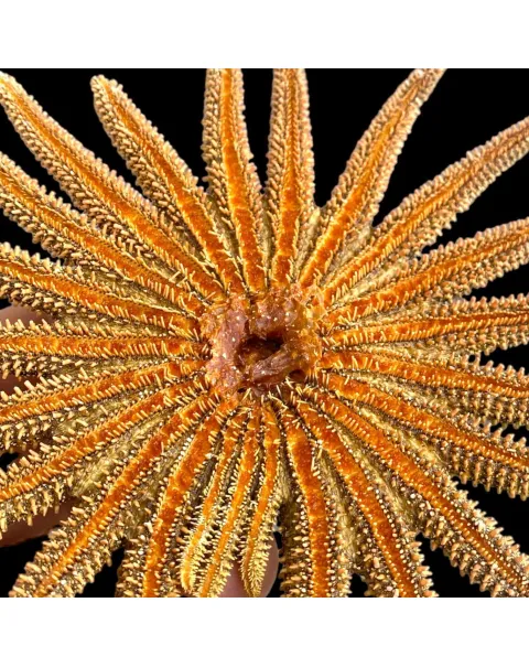Pycnopodia Helianthoides "Sunflower Starfish"