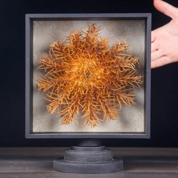 Stella Marina in Teca - Acanthaster Planci.