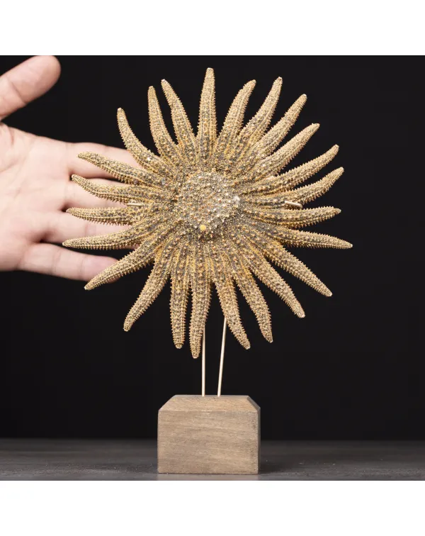 Pycnopodia Helianthoides – “Sunflower Starfish...