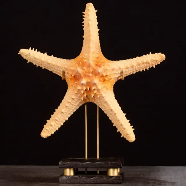 Stella Marina Pentaceraster su Base Decorativa.