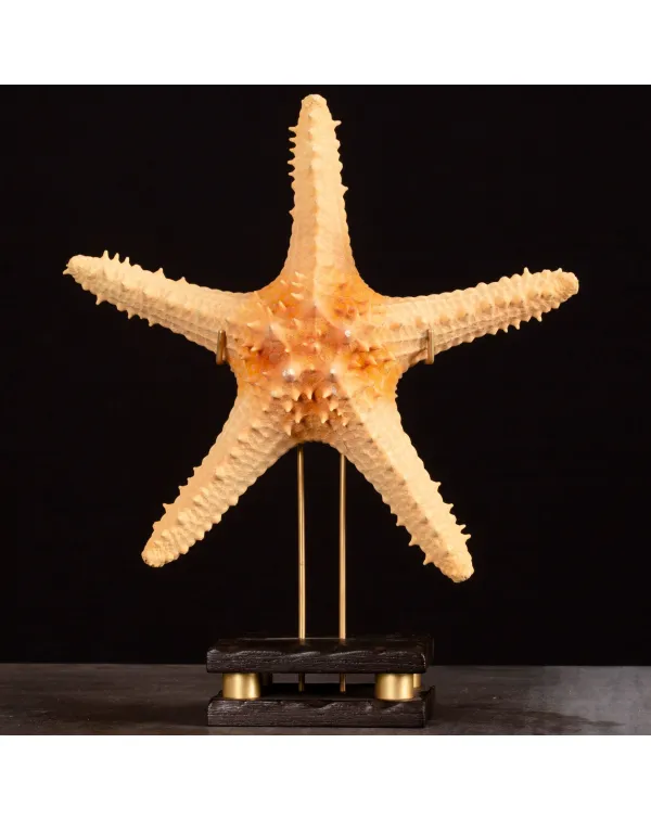 Stella Marina Pentaceraster su Base Decorativa.