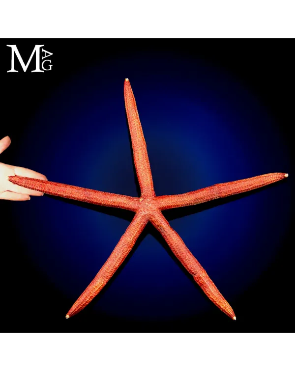 Stella Marina Rossa Gigante - Ophidiaster Ophidian...