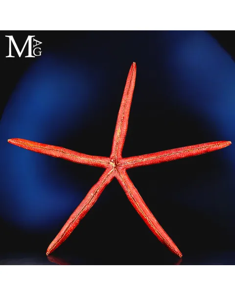 Stella Marina Rossa Gigante - Ophidiaster Ophidianus.