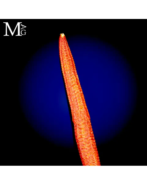 Stella Marina Rossa Gigante - Ophidiaster Ophidianus.
