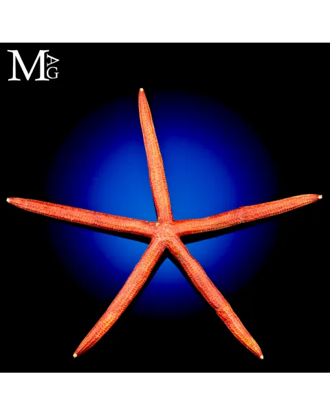 Stella Marina Rossa Gigante - Ophidiaster Ophidianus.