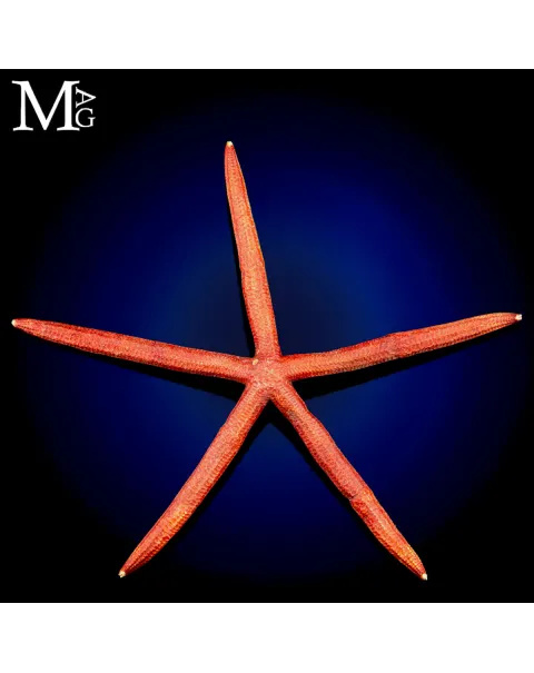 Stella Marina Rossa Gigante - Ophidiaster Ophidianus.