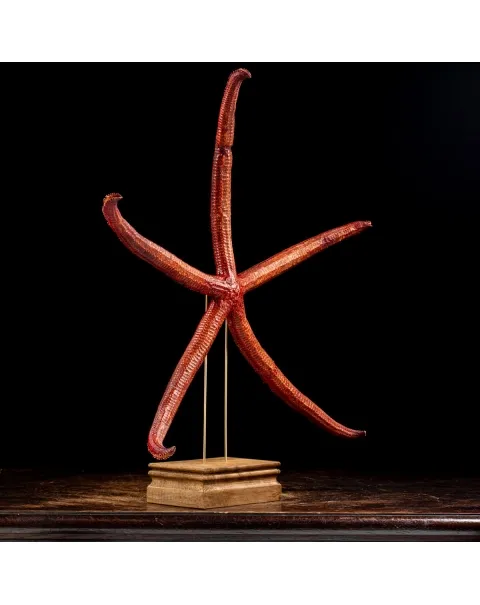 Stella Marina su Piedistallo