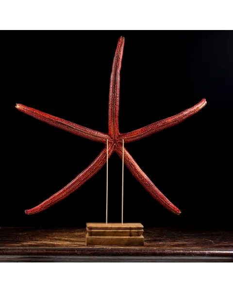 Stella Marina su Piedistallo