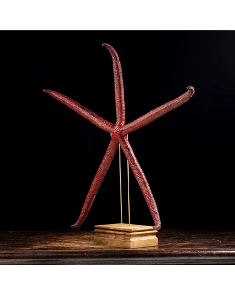 Stella Marina su Piedistallo