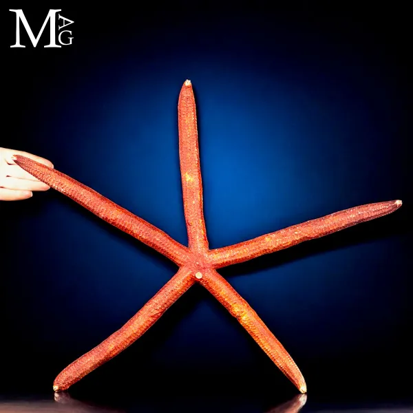 Stella Marina Rossa Gigante - Ophidiaster Ophidianus