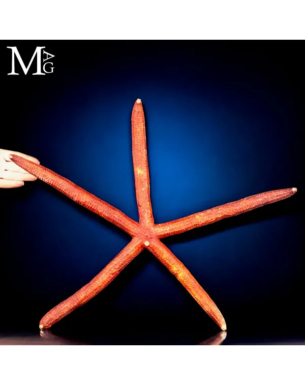 Stella Marina Rossa Gigante - Ophidiaster Ophidian...