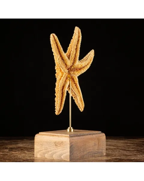 Stella Marina su Piedistallo