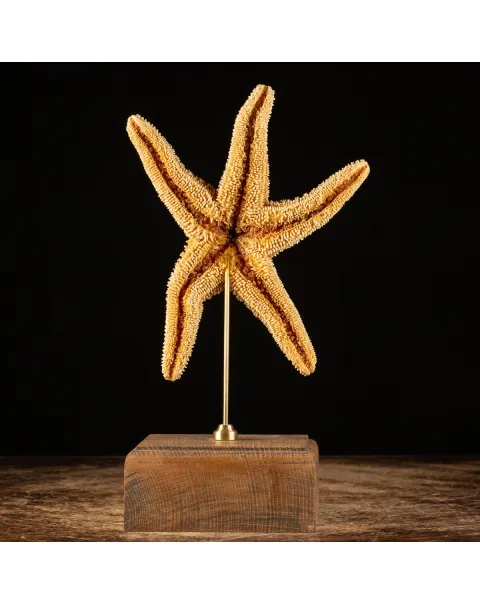 Stella Marina su Piedistallo