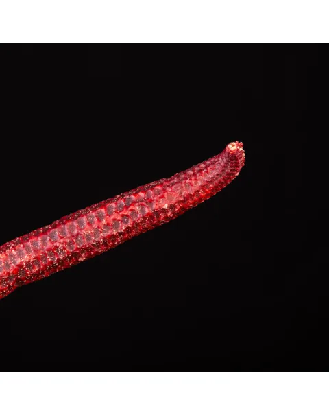 Stella Marina: Ophidiaster Ophidianus.