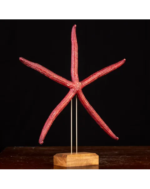 Stella Marina: Ophidiaster Ophidianus.