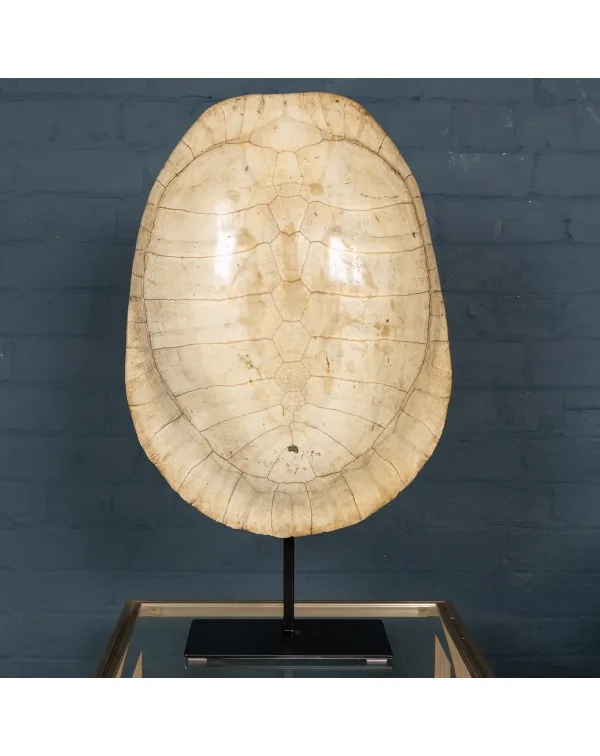Carapace Tartaruga Albina su Piedistallo