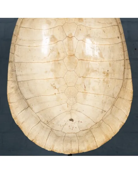 Carapace Tartaruga Albina su Piedistallo
