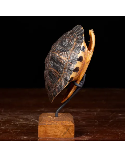 Carapace di Tartaruga Trachemys Decussata su Base in Legno.